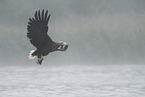 white-tailed sea eagle