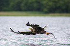 white-tailed sea eagle