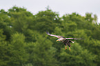 white-tailed sea eagle