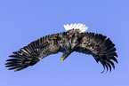 white-tailed sea eagle