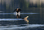 white-tailed sea eagle