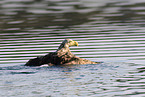 white-tailed sea eagle