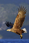 white-tailed sea eagle