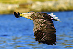 white-tailed sea eagle