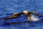 white-tailed sea eagle