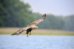 white-tailed eagle