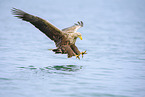 white-tailed eagle