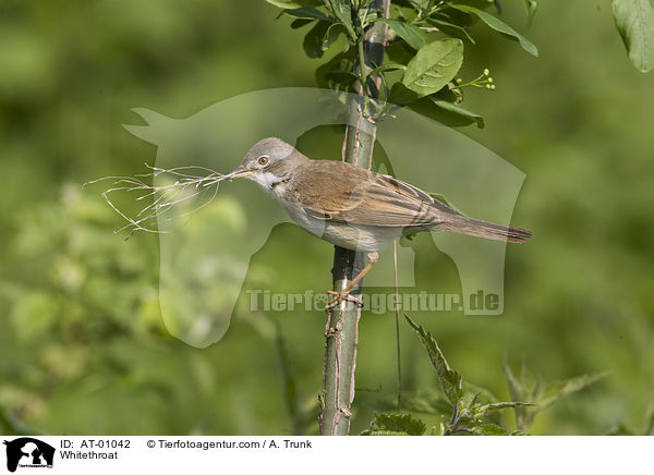 Dorngrasmcke / Whitethroat / AT-01042