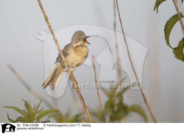 Dorngrasmcke / greater whitethroat / THA-10366