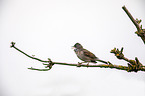 sitting Whitethroat