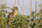 greater whitethroat