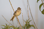 greater whitethroat