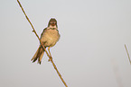 greater whitethroat