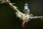 white-throated mountain gem