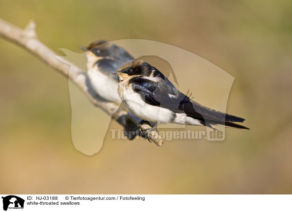 Weisskehlschwalben / white-throated swallows / HJ-03188