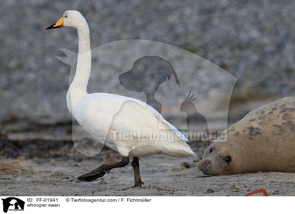 whooper swan / FF-01941