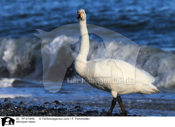 Singschwan / whooper swan / FF-01946