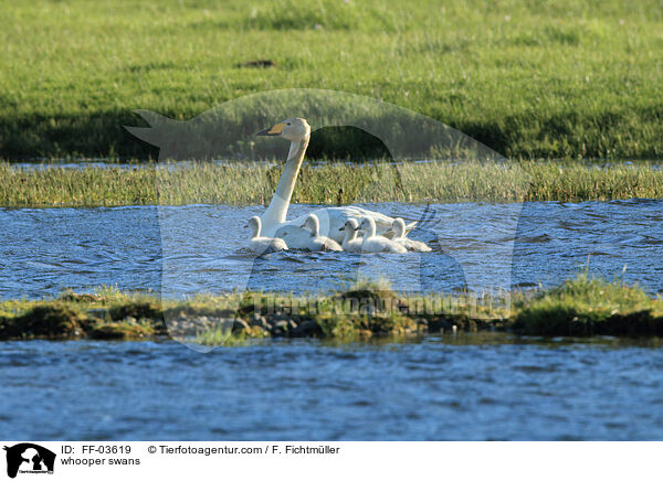 Singschwne / whooper swans / FF-03619