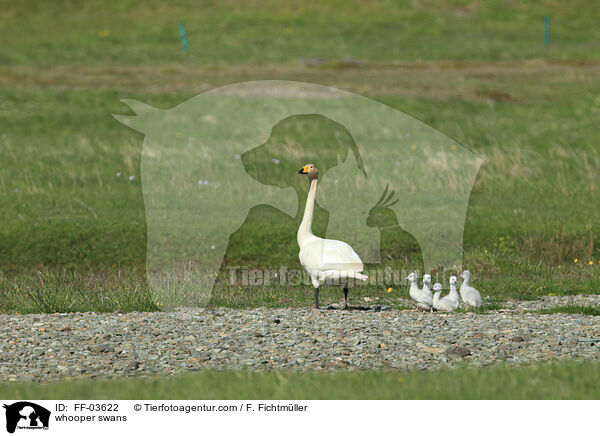 Singschwne / whooper swans / FF-03622