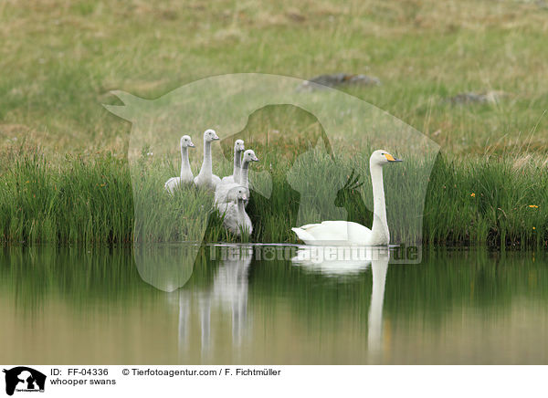 Singschwne / whooper swans / FF-04336