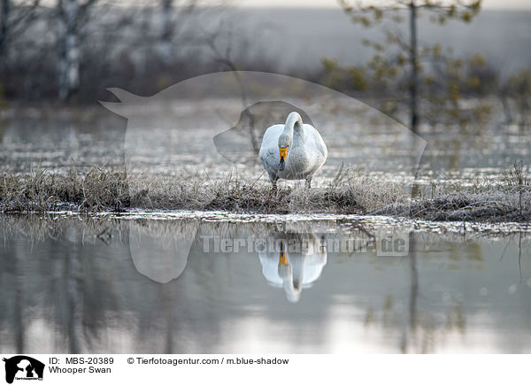 Singschwan / Whooper Swan / MBS-20389