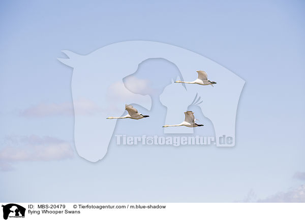 fliegende Singschwne / flying Whooper Swans / MBS-20479