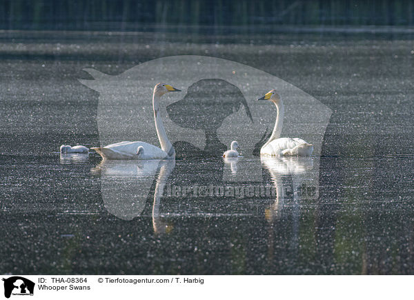 Singschwne / Whooper Swans / THA-08364