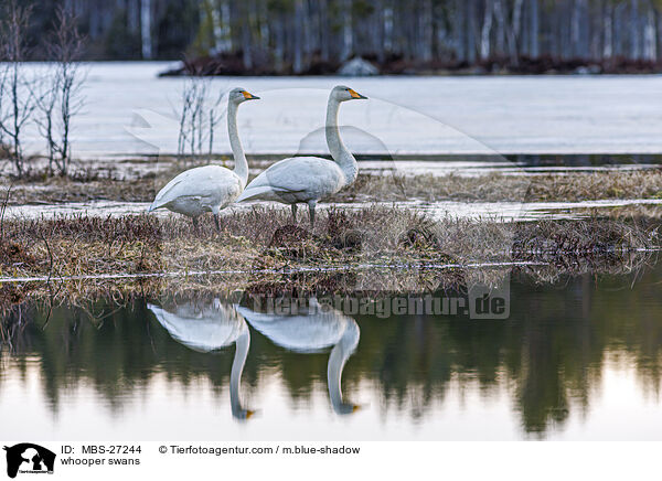 Singschwne / whooper swans / MBS-27244