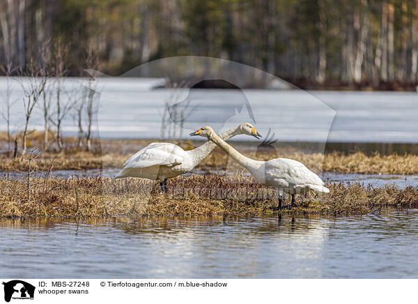 Singschwne / whooper swans / MBS-27248