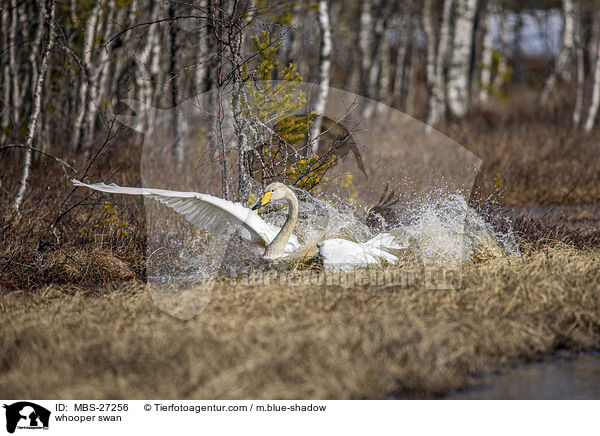 Singschwan / whooper swan / MBS-27256