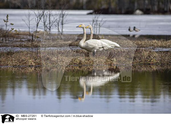 Singschwne / whooper swans / MBS-27261