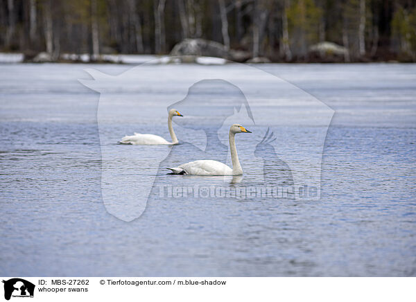 Singschwne / whooper swans / MBS-27262