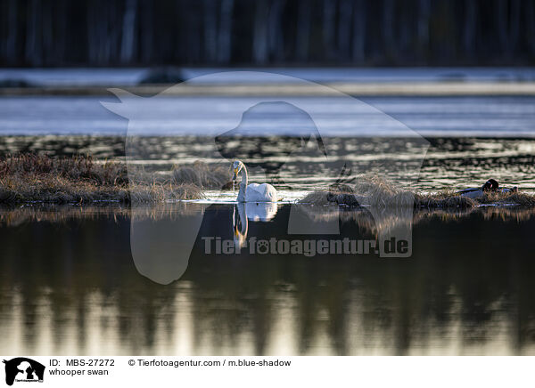 Singschwan / whooper swan / MBS-27272