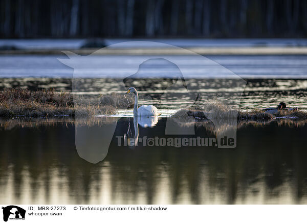 Singschwan / whooper swan / MBS-27273