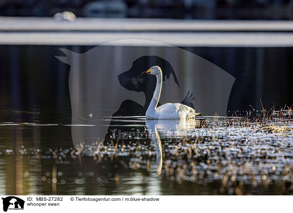 Singschwan / whooper swan / MBS-27282