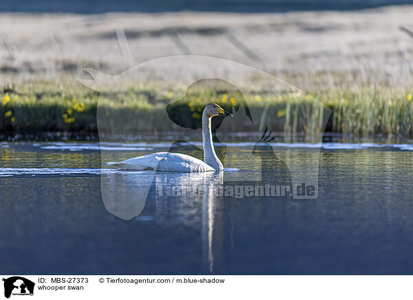 Singschwan / whooper swan / MBS-27373