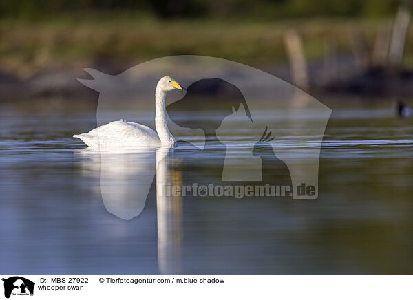 whooper swan / MBS-27922