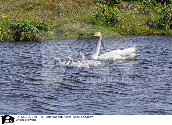 Singschwne / whooper swans / MBS-27980