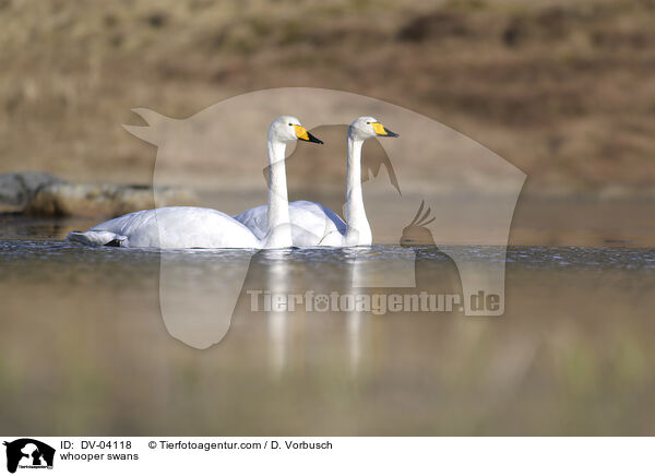 Singschwne / whooper swans / DV-04118