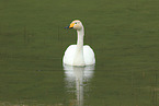 whooper swan