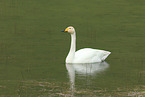 whooper swan