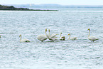 whooper swans