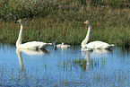 whooper swans