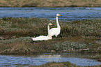 whooper swans