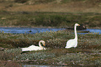 whooper swans