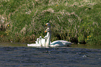 whooper swans