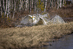 whooper swan