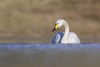 whooper swan