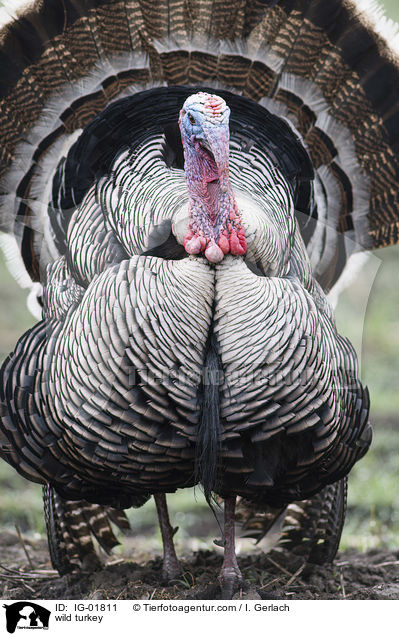 wild turkey / IG-01811