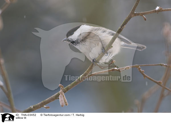 Weidenmeise / willow tit / THA-03452